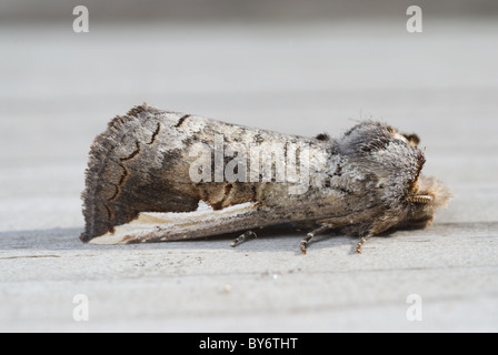 Owlet Moth; Familie Noctuidae; Noctuids; die größte Familie der Motten in Nordamerika mehr als 2900 Arten. Stockfoto