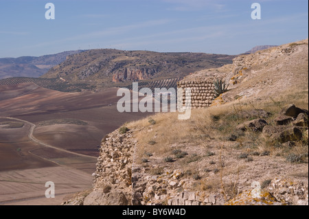 Olivenhaine in die AUSGEDÖRRTE ERDE AUF DIE LANDSCHAFT AUF DER SUCHE NACH TEBA SCHLOSS Stockfoto