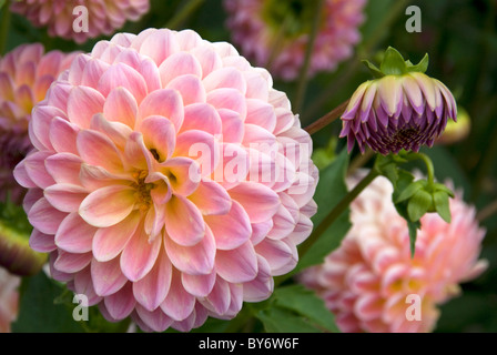 Schöne Dahlien-Blumen im Garten Stockfoto