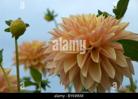 Stock Foto gelbe Dahlien Stockfoto