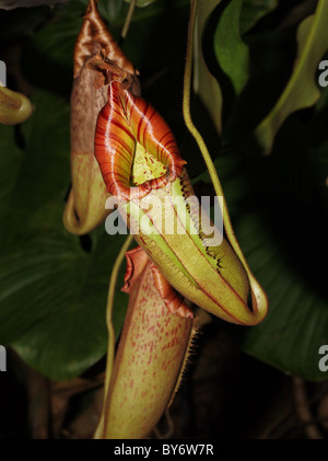 Nepenthes - tropische Kannenpflanze oder Affe Tassen fängt Insekten in Tassen Wasser und dann verdaut Sie Stockfoto