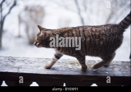 Katze zu Fuß entlang der Brüstung, Tegernsee, Oberbayern, Deutschland Stockfoto