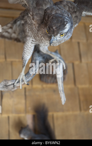 Gefüllte Raubvogel, Königshaus am Schachen, Wettersteingebirge, Bayern, Deutschland Stockfoto