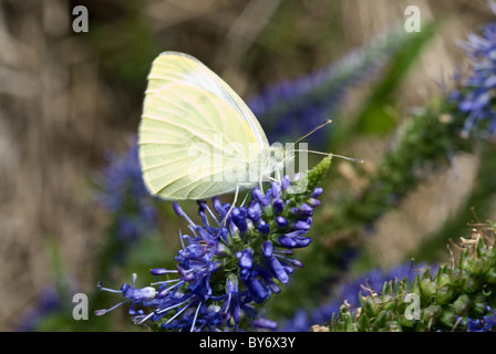 Kohl weiss Pieris rapae Stockfoto