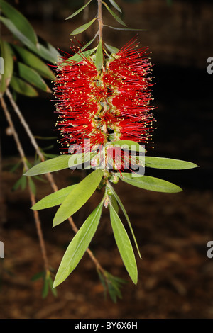 Zylinderputzer Viminalis - Weinen Bottlebrush - australische Myrtle - McCaskilll Stockfoto