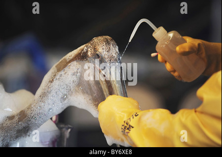 Pelikan gereinigt nach Öl Ölkatastrophe Golf von Mexiko Stockfoto