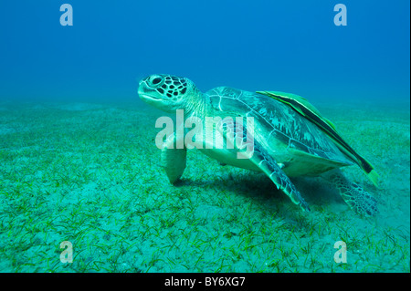 Green Turtle, Chelonia Mydas, grünen Meeresschildkröte, Suppenschildkröte, Abu Dabab, Ägypten, zu Fuß am Meer Rasen Wiese mit einem remora Stockfoto