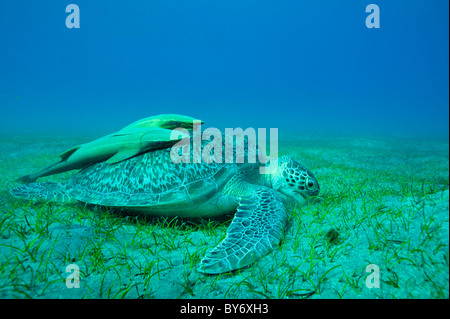 Green Turtle, Chelonia Mydas, grünen Meeresschildkröte, Suppenschildkröte, Abu Dabab, Ägypten, ernähren sich von Seegras mit zwei Schiffshaltern Stockfoto