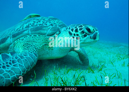 Green Turtle, Chelonia Mydas, grünen Meeresschildkröte, Suppenschildkröte, Abu Dabab, Ägypten, Remora befestigt Stockfoto