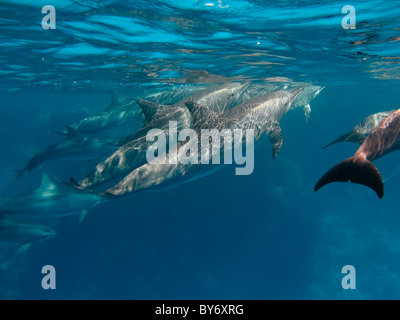 Spinner-Delfine, Stenella Longirostris Spinnerdelfine, Fräsen bei Shaab Marsa Alam, Ägypten, Unterwasser group Stockfoto