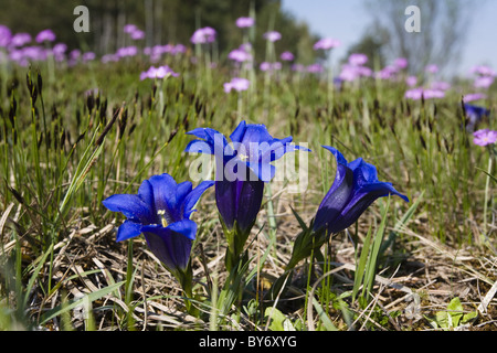 Blühende Wiese mit Enzian und Primeln, Oberbayern, Deutschland Stockfoto