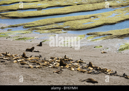Blick auf See-Elefanten (Mirounga Leonina) auf der Halbinsel Valdes Nationalreservat, Halbinsel Valdes, in der Nähe von Puerto Madryn, Chubut, Pa Stockfoto
