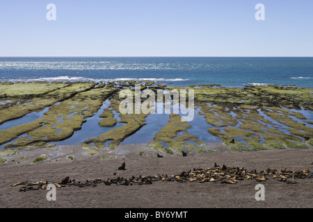 Südlichen See-Elefanten (Mirounga Leonina) auf der Halbinsel Valdes Nationalreservat, Halbinsel Valdes, Chubut, Patagonien, Argentinien, Stockfoto