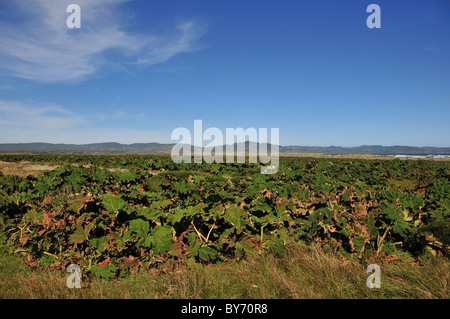 "Chilenischen Rhabarber" (Gunnera Tinctoria) wachsen auf den wilden Strand Sand von Bahia Cocotue, Pacific Coast von Chiloe Insel, Chile Stockfoto