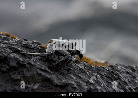 "A'ama oder Thin-Shelled Rock Crab (Grapsus Tenuicrustatus) gut getarnt auf Lava. Stockfoto