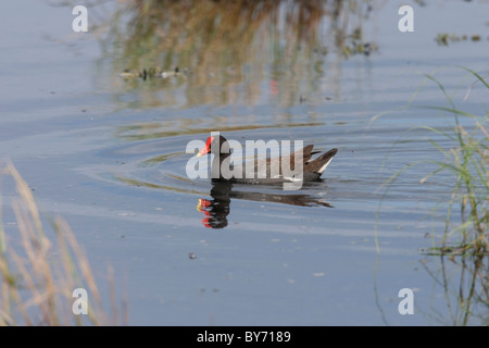 Teichhühner (Gallinula Chloropus Sandvicensis), Hawaiian Unterart schwimmen. Stockfoto