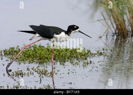 Schwarzhals-Stelzenläufer (Himantopus Mexicanus Knudseni), Hawaiian Unterart, männlich in einem Sumpf dehnen. Stockfoto