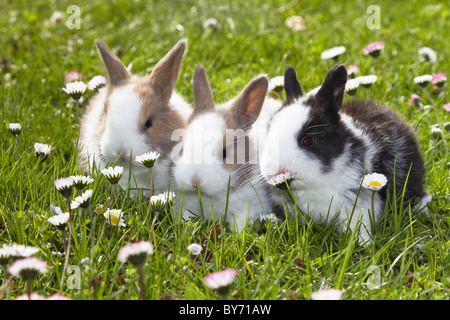 Auf einer Wiese, Kaninchen Oryctolagus Cuniculus, Bayern, Deutschland, Europa Stockfoto