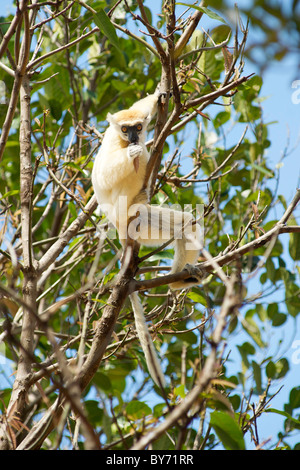 Golden-gekrönter Sifaka (Propithecus Tattersalli) in den Bäumen der Daraina Reserve im Nordosten Madagaskars. Stockfoto