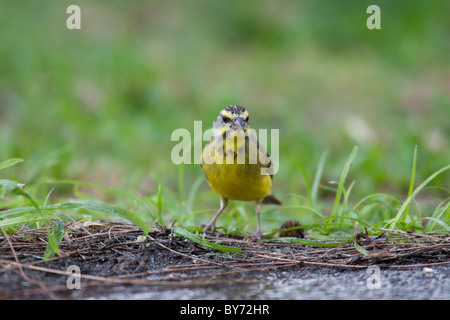 Gelb-fronted Canary (Serinus Mozambicus) Stockfoto