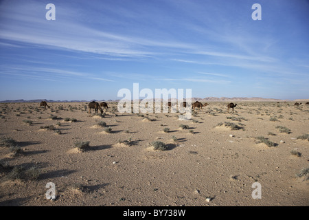 Kamele, die Wanderung durch die Steppe, Chott El Jerid, Tunesien, Afrika Stockfoto