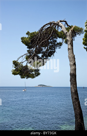 Coatline in der Nähe von Cavtat, Dubrovnik, Dalmatien, Kroatien Stockfoto