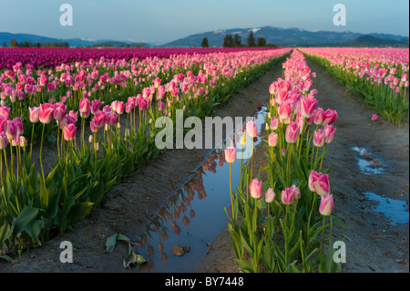 Tulpen, Skagit Valley, Cascade Mountains, Washington, USA Stockfoto
