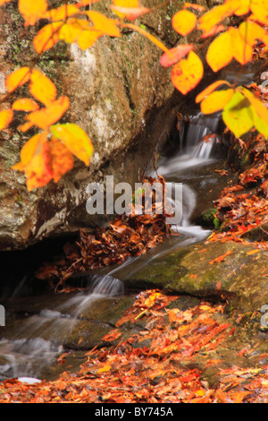 Azalea Cascade Trail, DeSoto State Park, Fort Payne, Alabama, USA Stockfoto