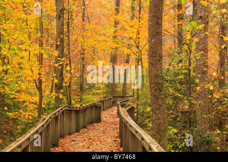 Talmadge Butler Boardwalk Trail, Azalee Cascade Trail, DeSoto State Park, Fort Payne, Alabama, USA Stockfoto