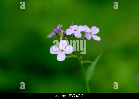 Eine bunte Dames Rocket Flowe während Frühjahrssaison Stockfoto