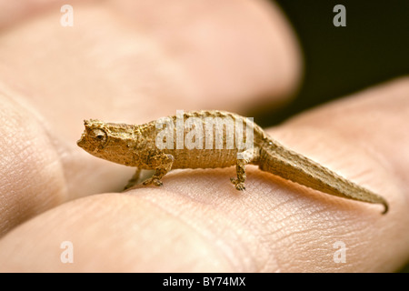 Zwerg oder Minute Blatt Chamäleon auf den Fingern der Hand eines Mannes im Montagne D'Ambre National Park im Norden von Madagaskar. Stockfoto