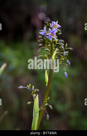 Dianella Tasmanica Blumen Stockfoto