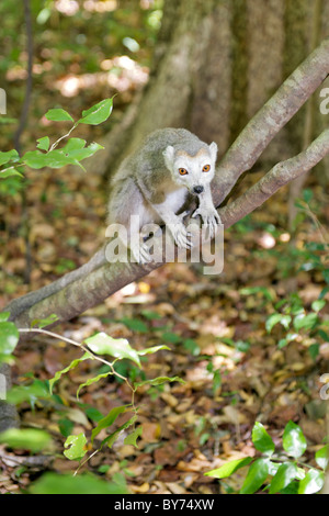 Weibliche gekrönte Lemur (Eulemur Coronatus) in Ankarana Nationalpark im Norden von Madagaskar. Stockfoto