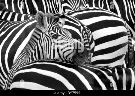 "Streifen" - erstellen Zebras Streifen in der Herde eine optische Täuschung Stockfoto