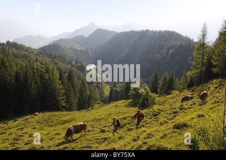 Wanderer und Kühe am Stoibenmoeseralm, Taubensee, Reit Im Winkl, Chiemgau, Upper Bavaria, Bayern, Deutschland, Europa Stockfoto