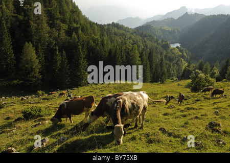 Wanderer und Kühe am Stoibenmoeseralm, Taubensee, Reit Im Winkl, Chiemgau, Upper Bavaria, Bayern, Deutschland, Europa Stockfoto