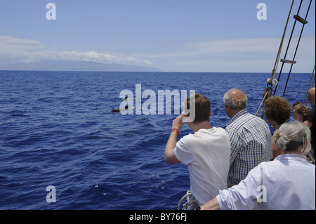 Wale und Delphine beobachten von Los Gigantes mit M/S Katrin, Santiago del Teide, Teneriffa, Spanien Stockfoto