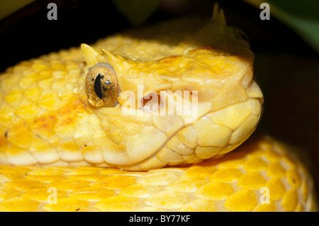 Wimpern-Palm-Grubenotter Stockfoto