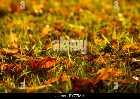 Herbstlaub auf dem Rasen verlegen Stockfoto