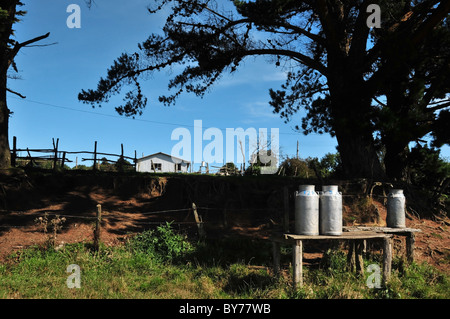 Drei Milchkannen stehend auf grasbewachsenen Grenzen Holztischen unter blauem Himmel hohen Bäumen am Eingang zu einem Bauernhof, Insel Chiloe, Chile Stockfoto