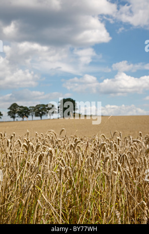 Getreidekörner auf einem Weizenfeld mit Windschutz im Hintergrund gegen einen sonnigen und blau aber heftigen Spätsommer-Himmel Stockfoto