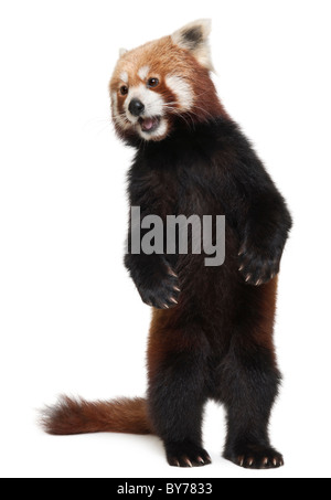 Alte rote Panda oder Shining Katze, Ailurus Fulgens, 10 Jahre alt, steht man vor weißem Hintergrund Stockfoto