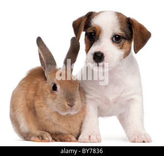 Jack Russell Terrier Welpen, 2 Monate alt, und ein Kaninchen vor weißem Hintergrund Stockfoto