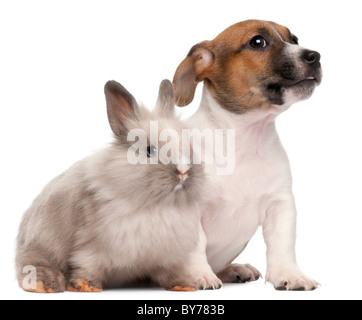 Jack Russell Terrier Welpen, 2 Monate alt, und ein Kaninchen vor weißem Hintergrund Stockfoto