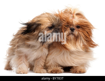 Zwei Shih-Tzus mit vom Wind verwehten Haaren vor weißem Hintergrund Stockfoto