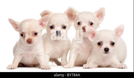 4 Chihuahua Welpen, 2 Monate alt, vor weißem Hintergrund Stockfoto