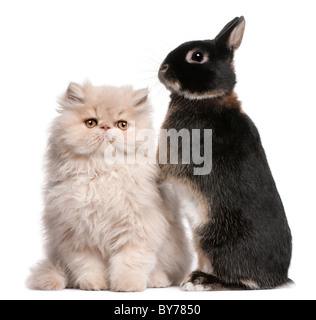 Junge Perserkatze und Kaninchen vor weißem Hintergrund Stockfoto