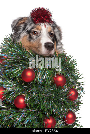 Australian Shepherd Hund gekleidet als Weihnachtsbaum, 7 Monate alt, vor weißem Hintergrund Stockfoto