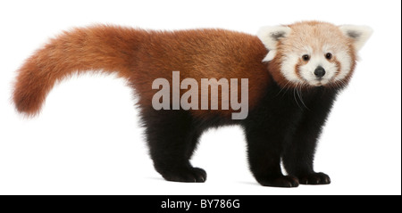 Junge rote Panda oder Shining Katze, Ailurus Fulgens, 7 Monate alt, vor weißem Hintergrund Stockfoto