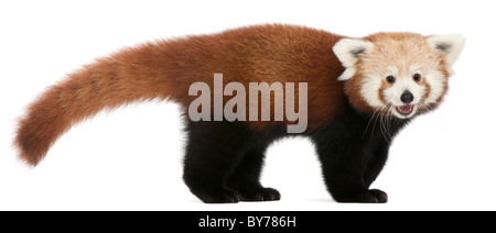 Junge rote Panda oder Shining Katze, Ailurus Fulgens, 7 Monate alt, vor weißem Hintergrund Stockfoto